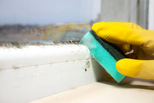 Environmental Consulting for Mold Prevention in Shell Ridge, CA